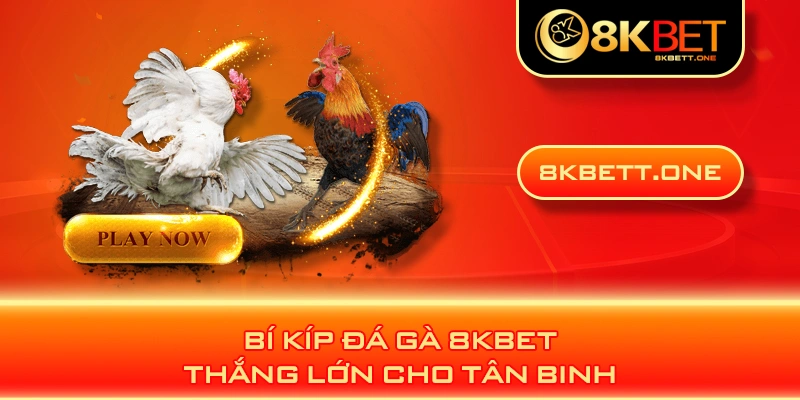 Bí kíp đá gà 8KBET thắng lớn cho tân binh 