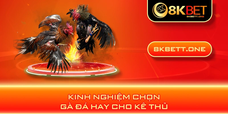 Kinh nghiệm chọn gà đá hay cho kê thủ