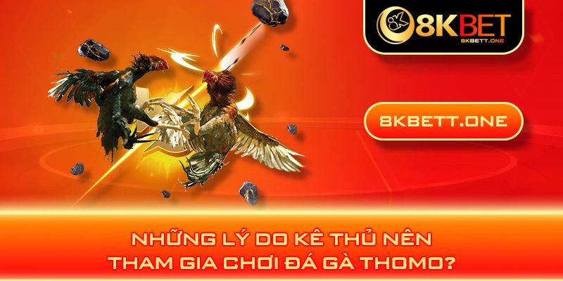 Những lý do kê thủ nên tham gia chơi đá gà Thomo?